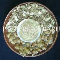 Kencur